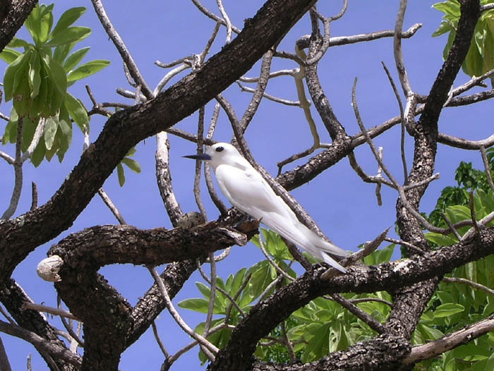white tern bird on a branch